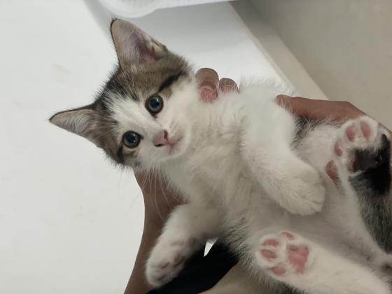 חמש לבבות קטנים מחפשים בית