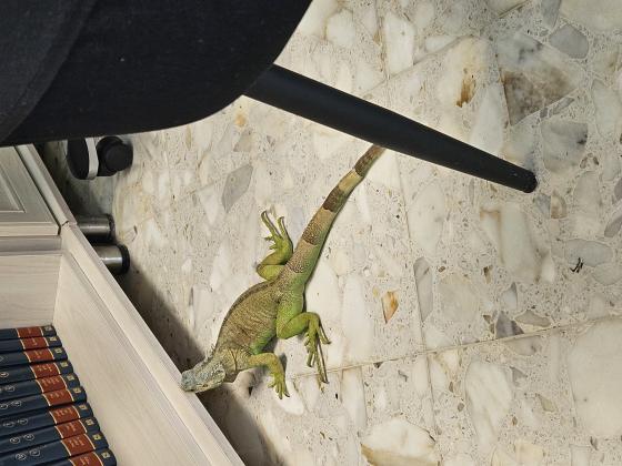 איגואנה שקטה גדולה אוכלת ירקות