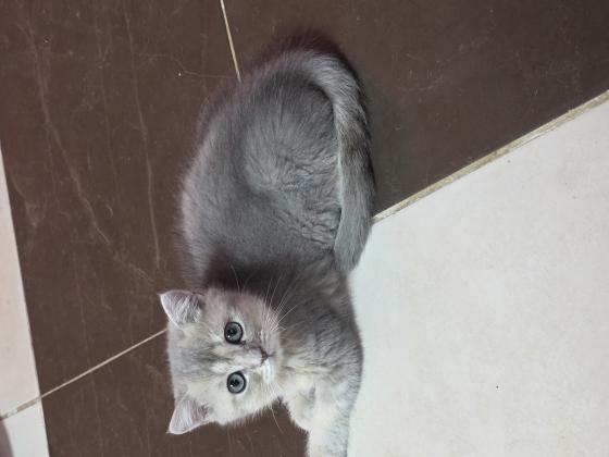 גורים סקוטי בכל מיני צבעים