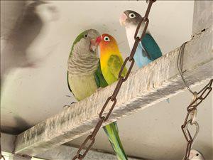 קאקריקים עובדים