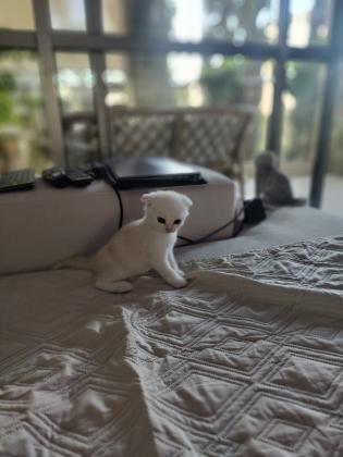 גורים סקוטי פולד מרגלים לאוחל