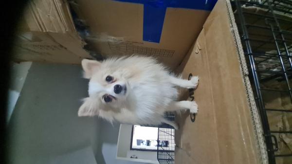 כלבת פומרניאן מהממת בצבעים יפים