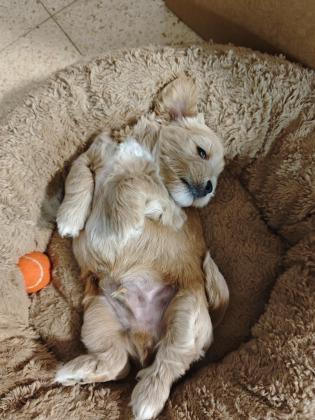 גורי שיצו ופודל בני חודש