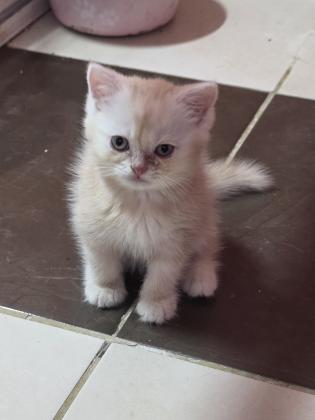 גורים סקוטי בכל מיני צבעים