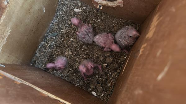 למכירה גוזלים של קוניורים יש