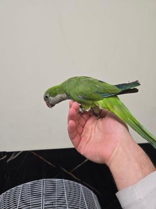 זוג קוואקר שניהם האכלת יד