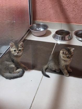 גורים סקוטי בכל מיני צבעים