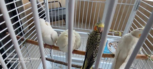 האכלת יד קוקטיילים רמה גבוהה יפים ובראים