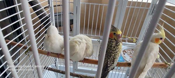 האכלת יד קוקטיילים רמה גבוהה יפים ובראים