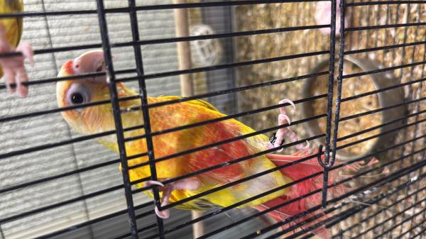 גרינציקים במבחר מופעיםמחיר לפי מופע