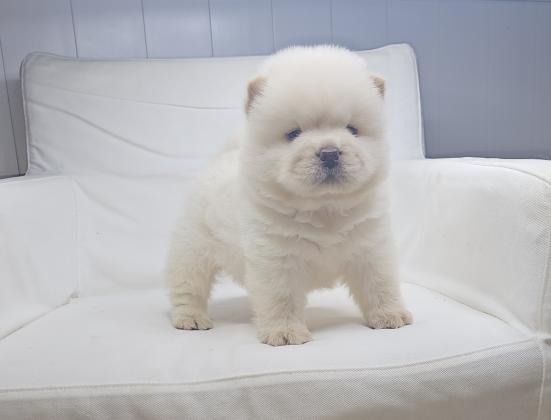 דובוני צאו מושלמים מהסוג