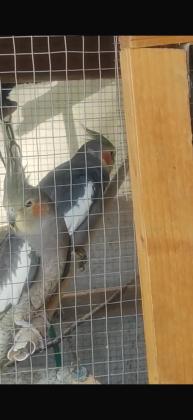 תוכים קוקטייל פרא זוגות עובדים150