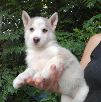 האסקי סיבירי בני חודשיים, לאחר