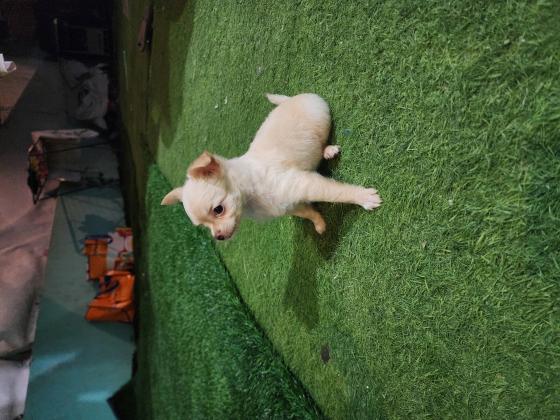 ציוואווה ארוכת שיער בת 3