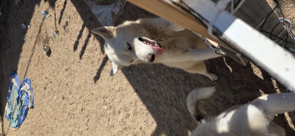 גורי האסקי סיבירי ברמה גבוהה