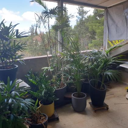 הרקפות 1 (גבעת נשר)