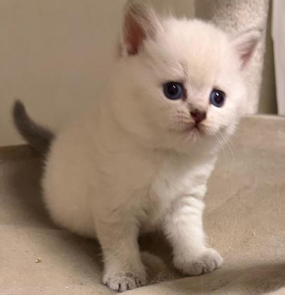 גורים בריטים בגיל שתי חודשים