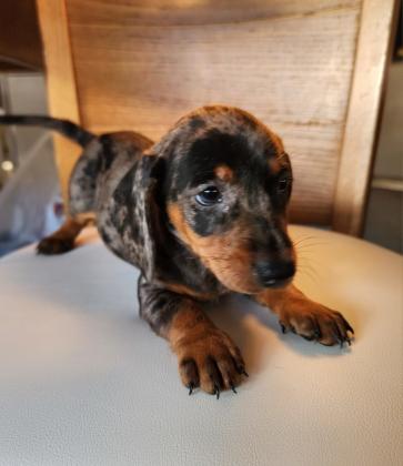 גורי תחש לאחר חיסון ראשון תילוע ופנקס