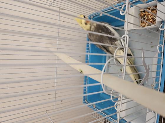 כולל כלוב מאובזר ואוכל