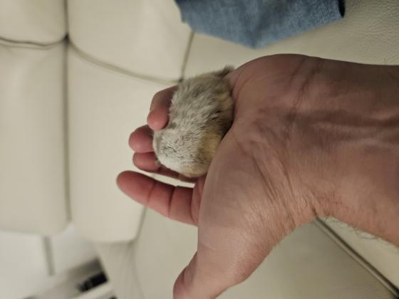 אוגר סיבירי