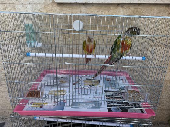 זוג גרינציקים הזכר האכלת יד