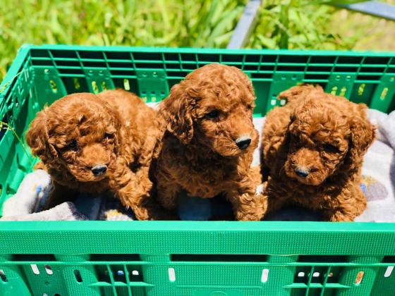 אין דברים כאלה! גורי פודל מושלמים