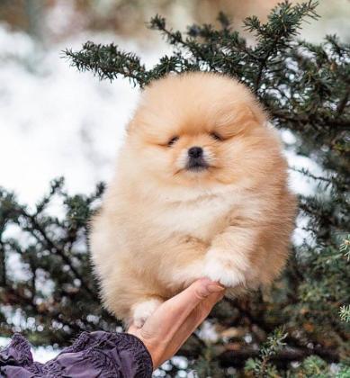 גורים פומרניין מהסוג של הדובי