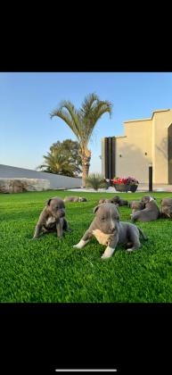 גורי בלו נאוז גיזעיים ברמה