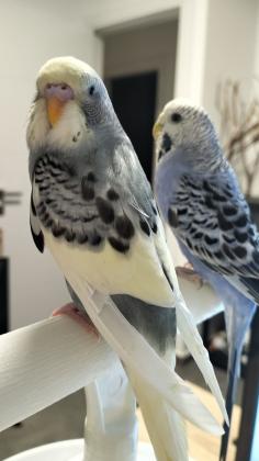 זוג תוכונים אוסטרלים (הזכר אוסטרלי