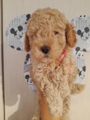 פודל טוי נקבה וזכר 6000פודל