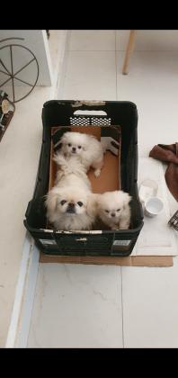 פקינזים גזעיים ראש אריה