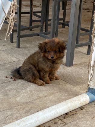 שתי גורים מעורבים חצי פומרניין