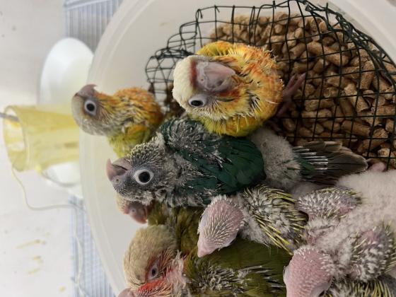 �✨ דור העתיד של חוות