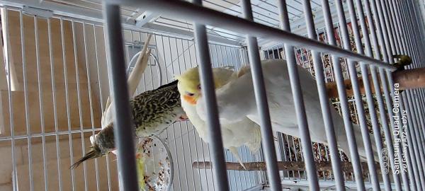 האכלת יד קוקטיילים רמה גבוהה יפים ובראים