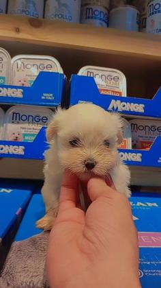 שתי גורות מלטז בנות חודשיים,קיבלו