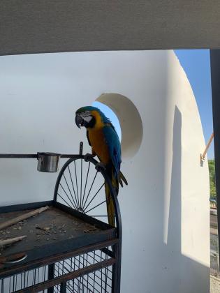 תוכי יפה ומטופל מדבר צוחק ורוקד