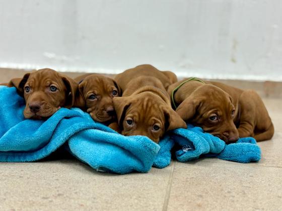 גורי ויסלה גזעיים מחפשים בית