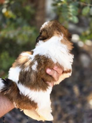 גורי שיצו מהממים לאחר חיסון