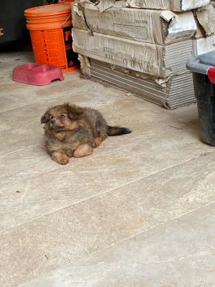 שתי גורים מעורבים חצי פומרניין