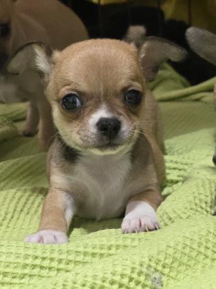 גורי ציוואוואה ננסיים קטנים ומתוקים