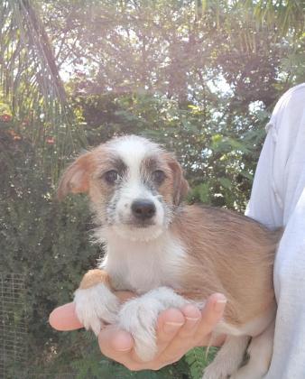 ג'ק ראסל טרייר, בני חודשיים,