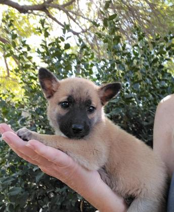 מלינואה, מסכה שחורה, בת חודש