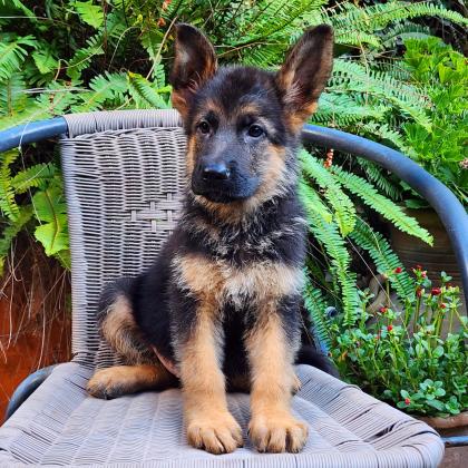 גורי רועה גרמני מהממים לאחר