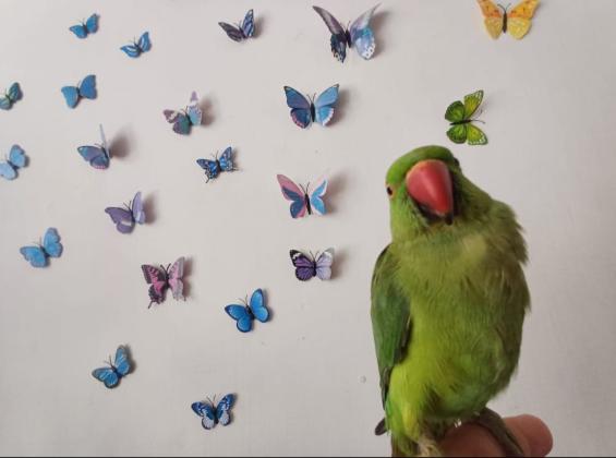 תוכי דררה האכלת יד לא נושך