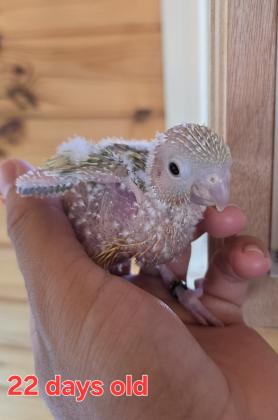 גוזלי סן מטובעים 2025, בריאים,