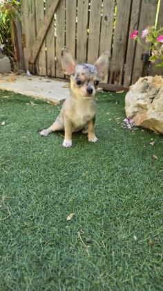 גורות ניקבות של ציוואווה למקירה