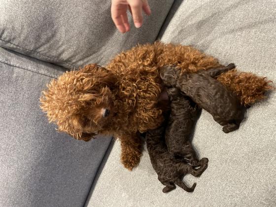 גורי פודל טוי מהממים צבע