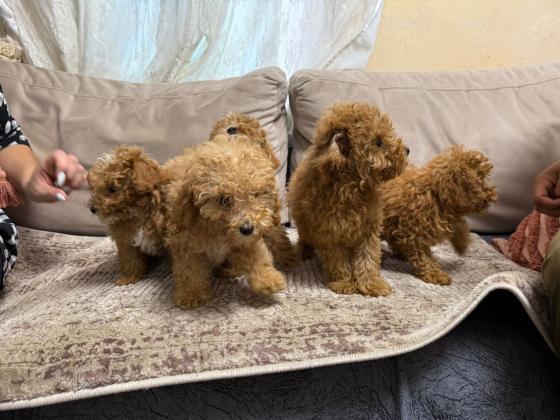 גורי פודל טוי מושלמים בגיל חודשיים וחצי