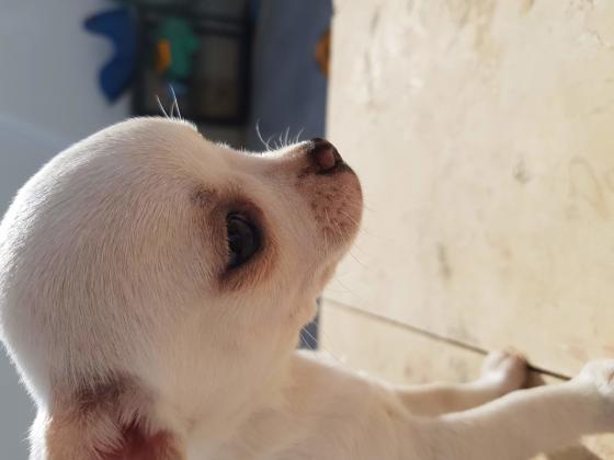 גור ציוואווה ננסי לבן כבן