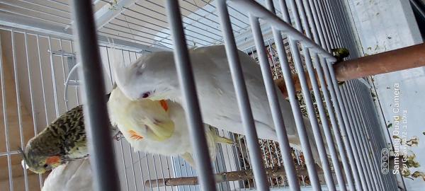 האכלת יד קוקטיילים רמה גבוהה יפים ובראים